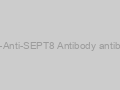 Anti-Anti-SEPT8 Antibody antibody